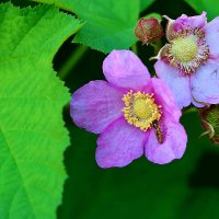 Малиноклён :: Светлана 