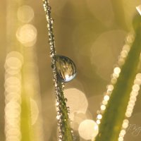 *** :: Елена Kазак (selena1965)