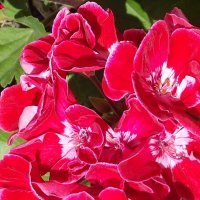 Герань :: Freddy 97