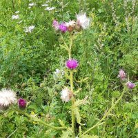 Конец июля - тоже середина лета :: Галина Минчук