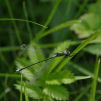 Стрекозка :: Сергей Швечков