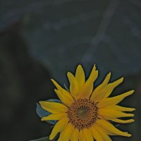 Подсолнух :: Giant Tao /