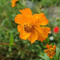 Жёлтая космея :: Валентина Богатко 