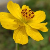 Лимонная космея :: Валентина Богатко 