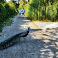 Павлин и мальчик :: Mikhail Irtyshskiy