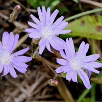 Цветочки на лугу. :: сергей ермошкин Цветочки на лугу. :: сергей ермошкин