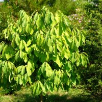 Мушмула :: Татьяна Тюменка