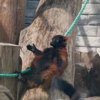 Калининград. Зоопарк :: Андрей 