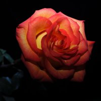 Роза :: Наталья Музычук