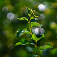 Утренние грезы :: Наталья Лакомова Утренние грезы :: Наталья Лакомова