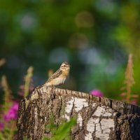 Луговой Чекан :: Alex Bush