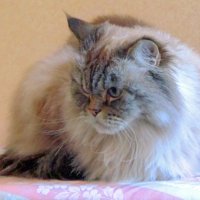 Думу думает :: Сергей Карачин