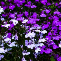 *** :: ирина ))) *** :: ирина )))