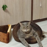 Степашка на релаксе :: светлана льдокова