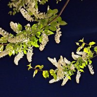 Черемуха :: Наталья 