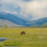 *** :: Николай Чекалин