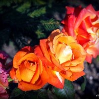 они на радость нам даны :: Олег Лукьянов