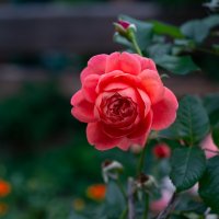 Роза :: Павел Харлин