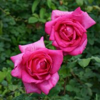 В ботаническом саду :: Ольга 