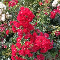 Кустовые розы :: Veera V