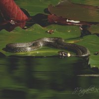 *** :: Елена Kазак (selena1965)