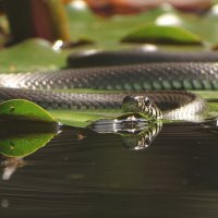 *** :: Елена Kазак (selena1965)