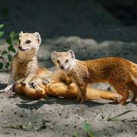 Мангуст :: SanSan 