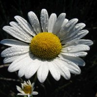 Хризантема в утренней росе! :: Владимир Хризантема в утренней росе! :: Владимир