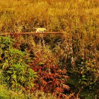 Сентябрь...Смелый кот! :: Владимир 