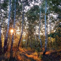 Яркое пробуждение Природы! :: Елена Хайдукова  ( Elena Fly )