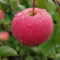 Под дождём :: Валентина Богатко 