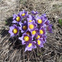 весёлый апрель :: Елена Шаламова весёлый апрель :: Елена Шаламова