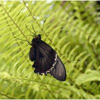 *** :: Aleksandr Gal