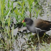 Камышница :: Рита Симонова Камышница :: Рита Симонова