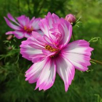 Космея :: Валентина Богатко Космея :: Валентина Богатко