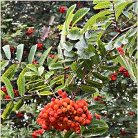 ***** :: Валерия Комова