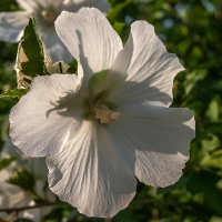 Гибискус :: Игорь Сикорский Гибискус :: Игорь Сикорский