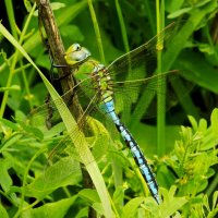 Дозорщик-император :: Константин Штарк Дозорщик-император :: Константин Штарк