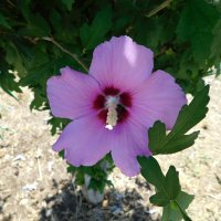 Гибискус  розовый :: Наиля 