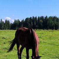 Кассандра, Касенька - с нее началась конная ферма Яви Нави. :: Ольга 