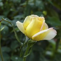 Бутон розыГлории  Дей :: Валентин Семчишин