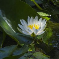 Белоснежная лилия :: Валентин Семчишин Белоснежная лилия :: Валентин Семчишин