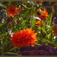 Фотозарисовка :: Владимир Кроливец Фотозарисовка :: Владимир Кроливец