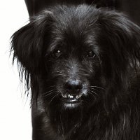 доволен! :: Николай Семёнов