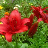 Ли... :: Елена Семигина Ли... :: Елена Семигина