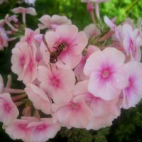 Флоксы :: Елена Семигина