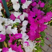 " :: Светлана Хращевская