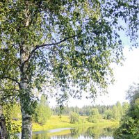 берёзка :: Ольга Cоломатина