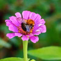 *** :: Светлана 