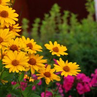 Красота у дома - гелиопсис :: Светлана 